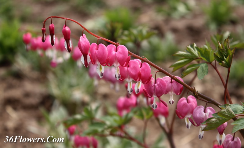 Bleeding heart flowers