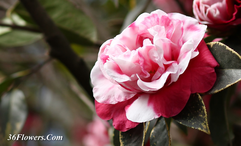 Camellia