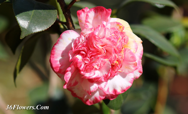 Camellia