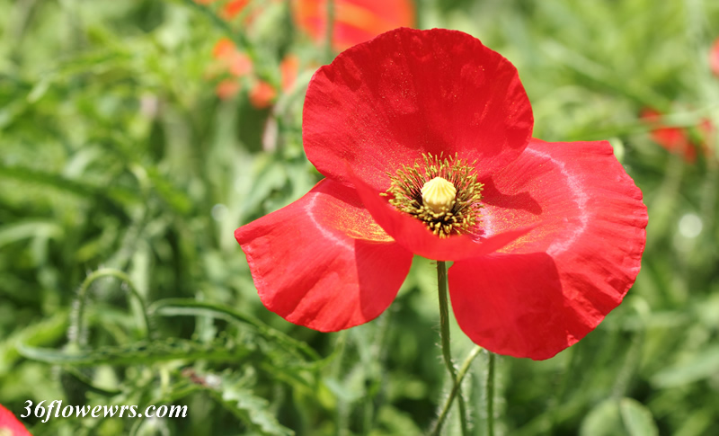 Corn poppy