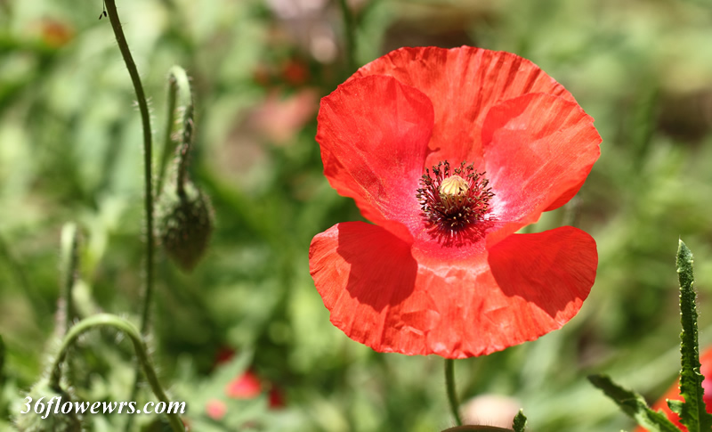 Corn poppy