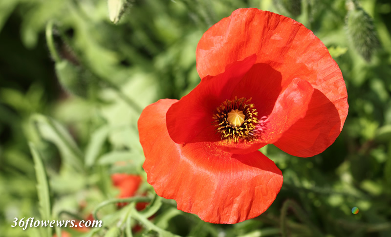 Papaver rhoeas