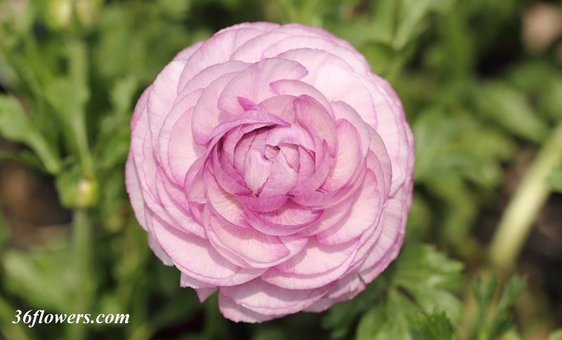 Purple ranunculus flower