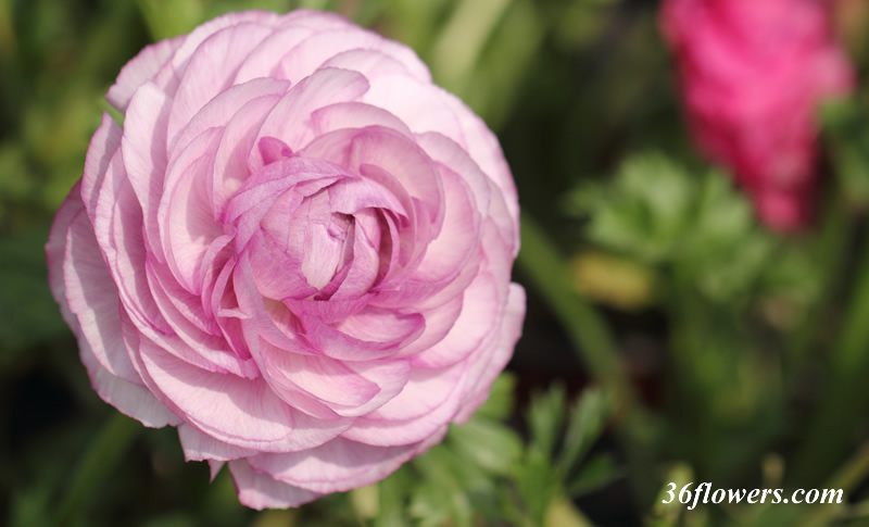 Purple ranunculus flower