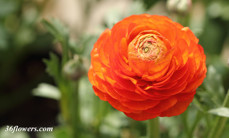 Single ranunculus flower