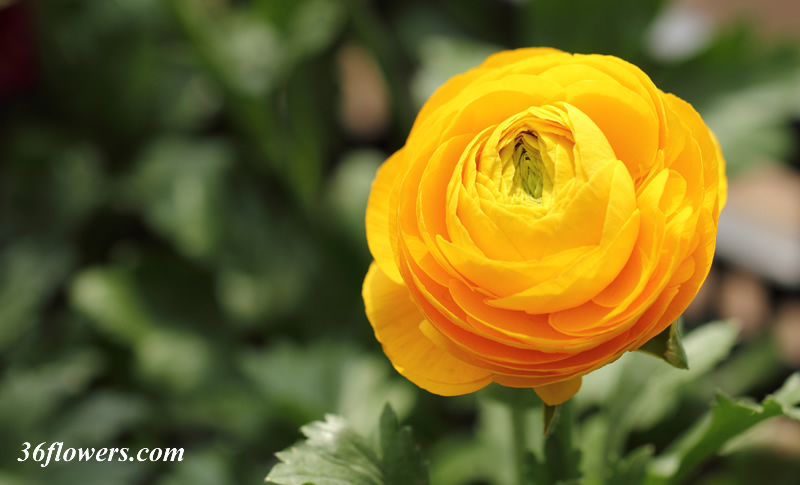 Yellow ranunculus