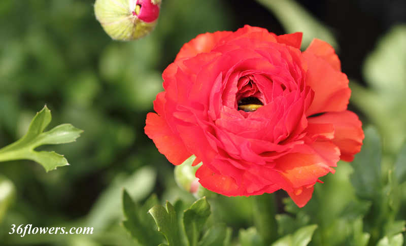 Ranunculus flower