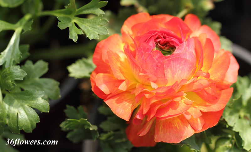 Yellow and red ranunculus