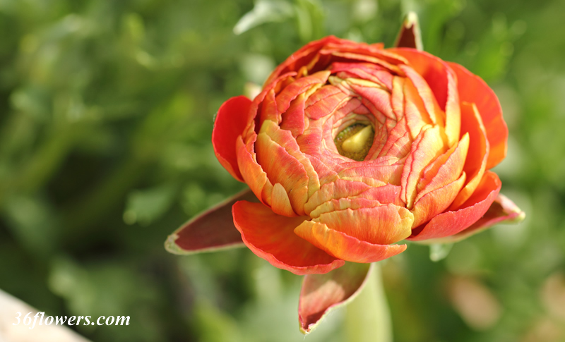 Beautiful ranunculus